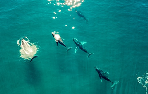 Air Maui Whales Sight Seeing