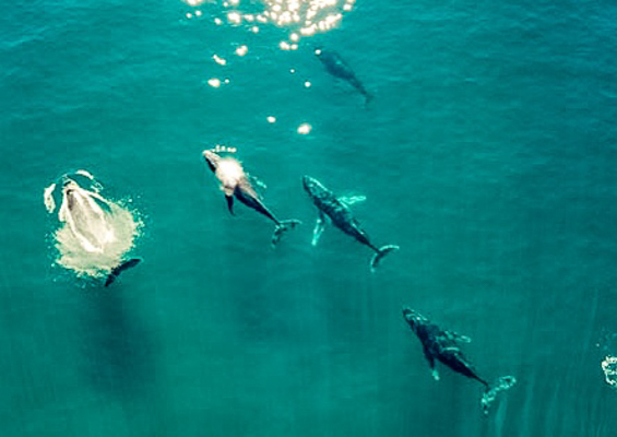 air maui Maui Whales Sight Seeing slider