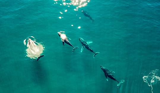 Air Maui Whales Sight Seeing