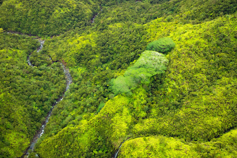the streams in the mount waialeale kauai