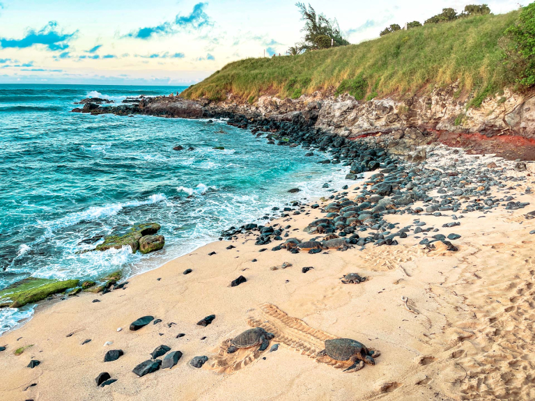 hookipa turtles and the beaches in the island of maui