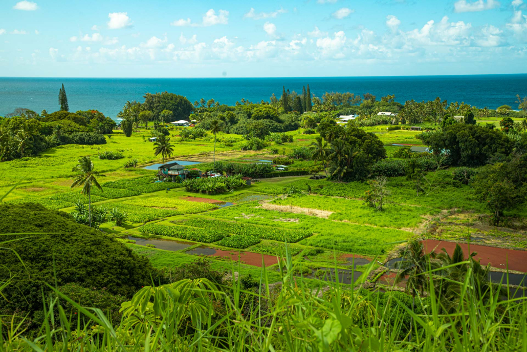 the taro fields of keanae in the island of maui